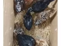 Chickens — photo 6