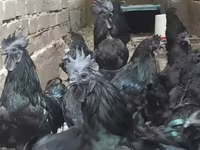 Chickens — تصویر 1