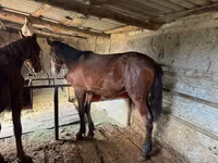 Ձի, Horse breed — լուսանկար 7