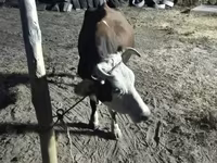 Ko, Latvian Blue cattle — foto 3