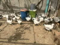 Chickens — ፎቶ 2