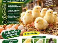 Chickens — फ़ोटो 1