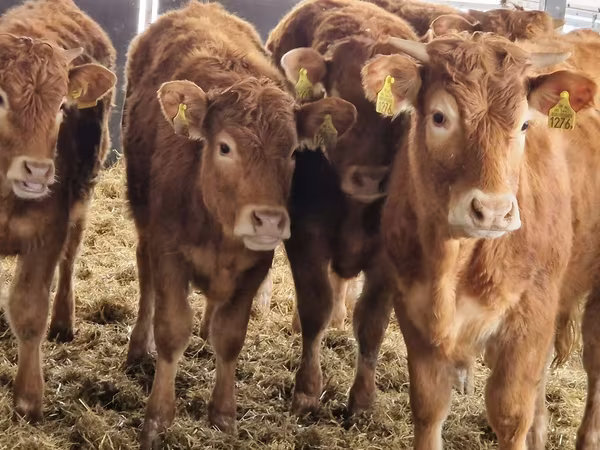 Bovinos (lote, sexo no especificado), Simmental cattle