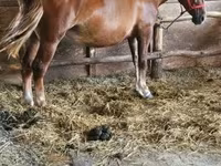 ሴት ፈረስ, Horses — ፎቶ 3