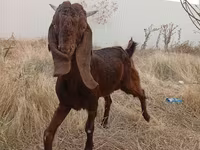 Bock, Kamori goats — foto 2