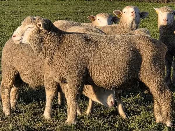 Vædder, Ile-de-France sheep