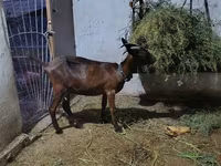 Koza, Murcia-Granada goats — foto 2