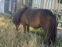 Mare, Shetland Pony — photo 2