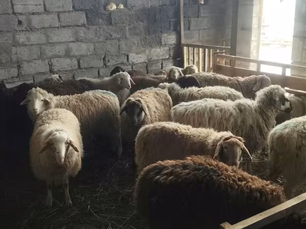 Sheep, Sheep — Kyrgyzstan