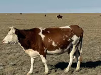 암소, Simmental cattle — 사진 6