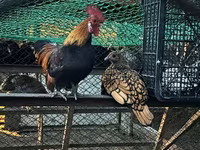 Chickens — լուսանկար 2