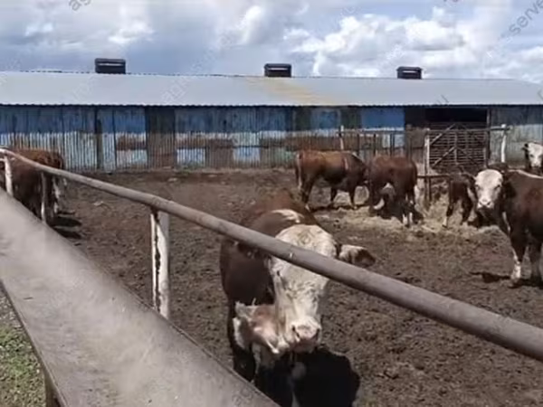 Byk, Kazachska białogłowa krowa