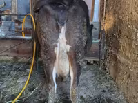گاو ماده, Russian Black pied cattle — عکس 5