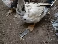 Muscovy domestica — foto 4