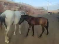 Cavalo, Cavalos — foto 1