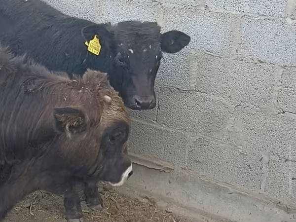 Toro, Bovini