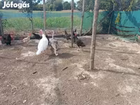 Turkeys — ፎቶ 2