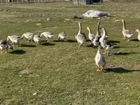 Geese — foto 1