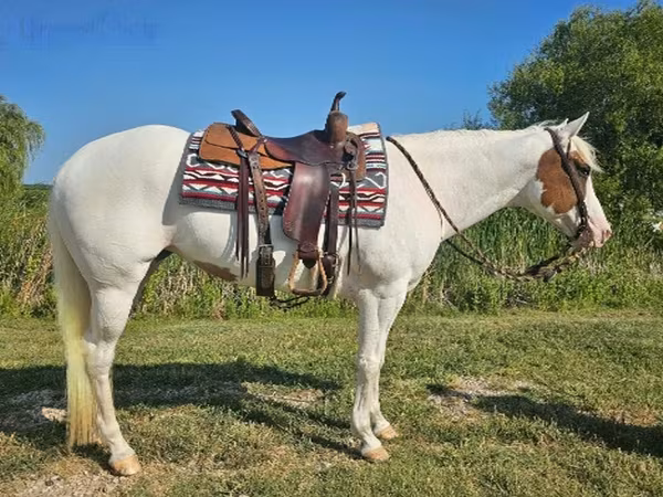 Кобила, American paint horse