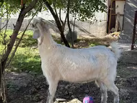 Ged, Russian White goat — foto 7
