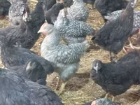 Chickens — foto 5