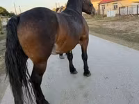 Stute, Hungarian horse breed — Foto 8