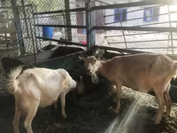 Buk, Saanen goat — foto 2