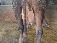 Mucca, Russian Black pied cattle — foto 5