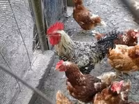 Chickens — φωτογραφία 2