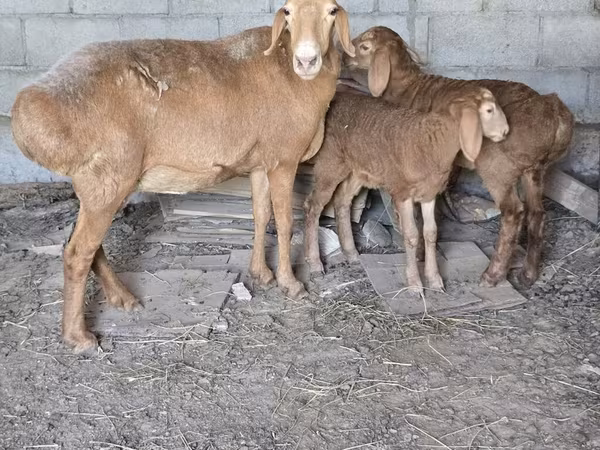 Ovce, Tian-Shan semifinewool sheep
