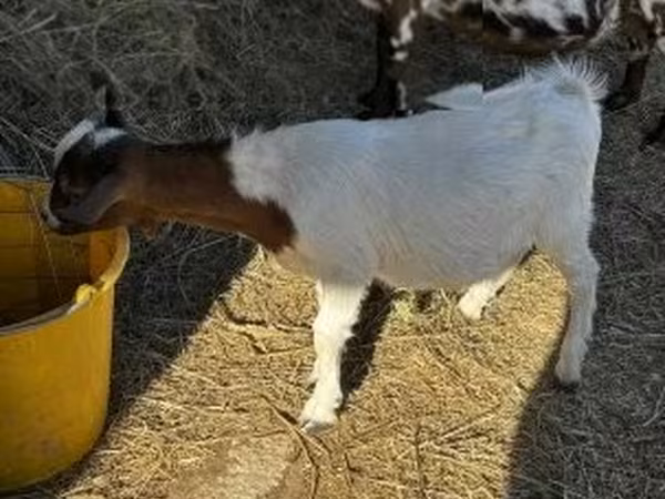 Billy Goat, Nigerian dwarf goats