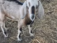 ፍየል, Nubian Goat — ፎቶ 1