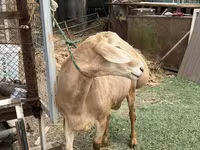Montone, Rhon sheep — foto 4