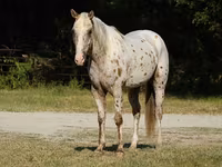 اسب نر, Appaloosa — عکس 2