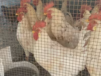 Chickens — fotografija 2