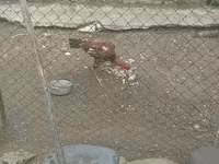 Chickens — 6-rasm