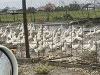 German Pekin — sawirka 2