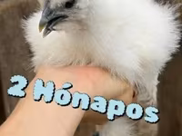 Սիլքի — լուսանկար 3