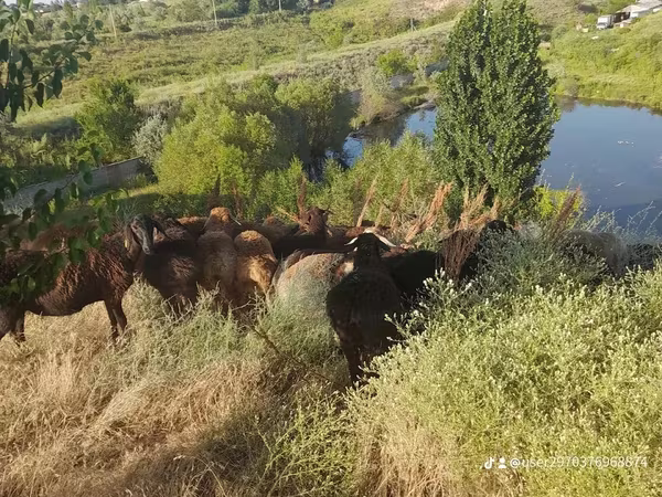 قوچ, گوسفند