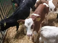 Banteng, Cattle — foto 5