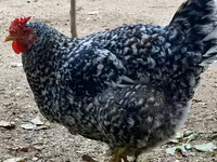 Chickens — foto 1