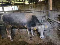 Býk, Swiss cattle — foto 3