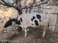 Lembu betina, Holstein breed — foto 3