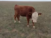 Boğa, Simmental cattle — foto 4