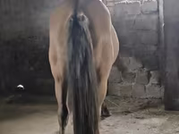 Kůň, Mugalzhar horse — foto 4