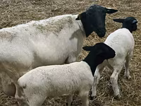 母羊, Dorper sheep — 照片 4