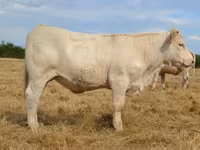 Ko, Charolais cattle — foto 5