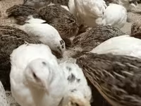 Quails — снимка 4