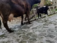 암소, 소 — 사진 2