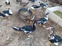 Ducks — sawirka 3